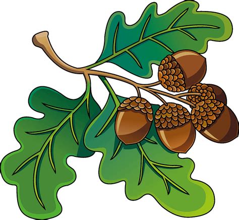 acorn images clip art|free clip art acorns.